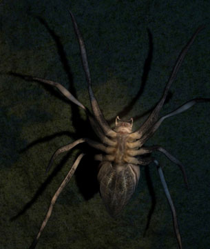 Illustration: Rabid Wolf Spider 3D